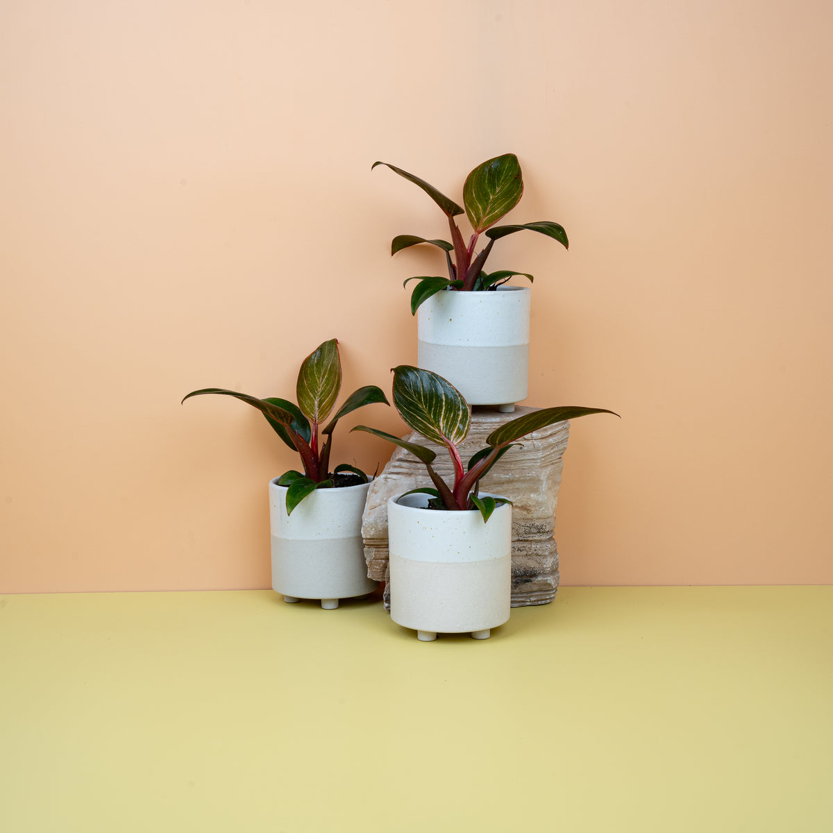 Philodendron Birkin Pink – Zimmerpflanze mit rosa Streifen – potflourri