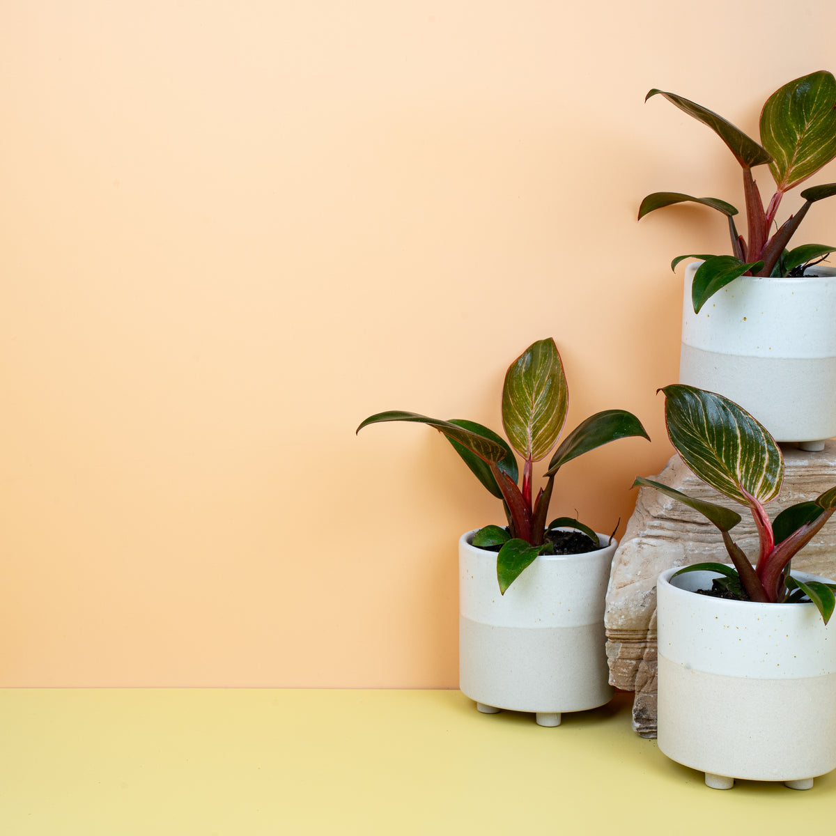 Philodendron Birkin Pink mit rosa Sprenkeln auf grünem Blatt