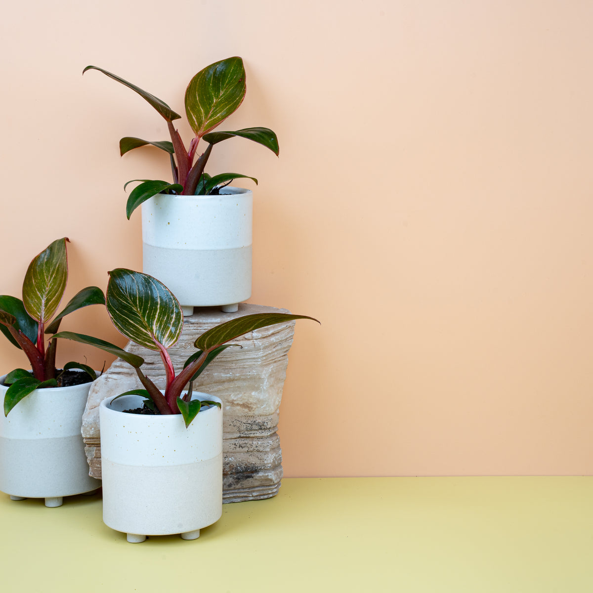 Philodendron erubescens Birkin Pink, panaschierte Zimmerpflanze