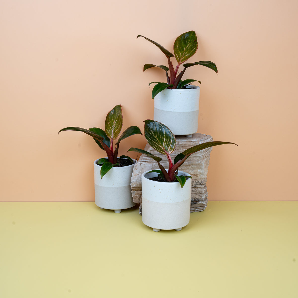 Philodendron Birkin Pink – Rarität aus der Birkin-Familie – potflourri