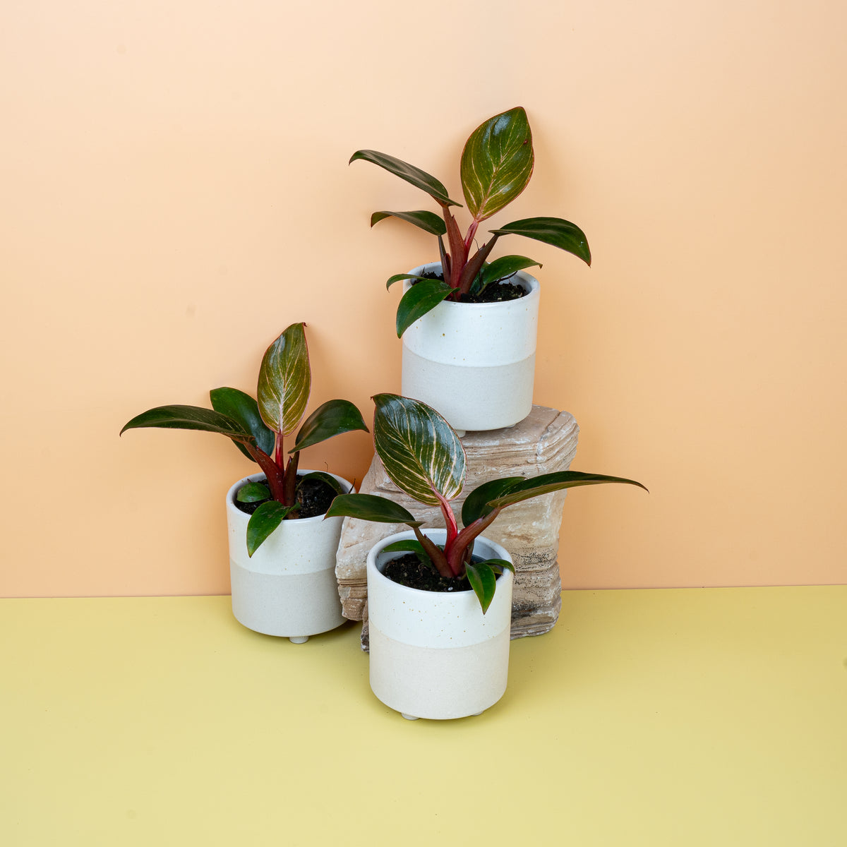 Philodendron Birkin Pink, rosa gezeichnete Blätter