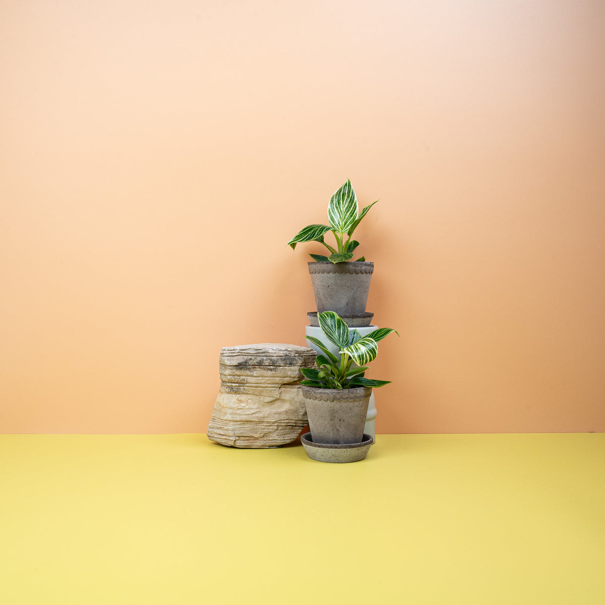 Philodendron Birkin, kompakte selbstaufrechte Wuchsform