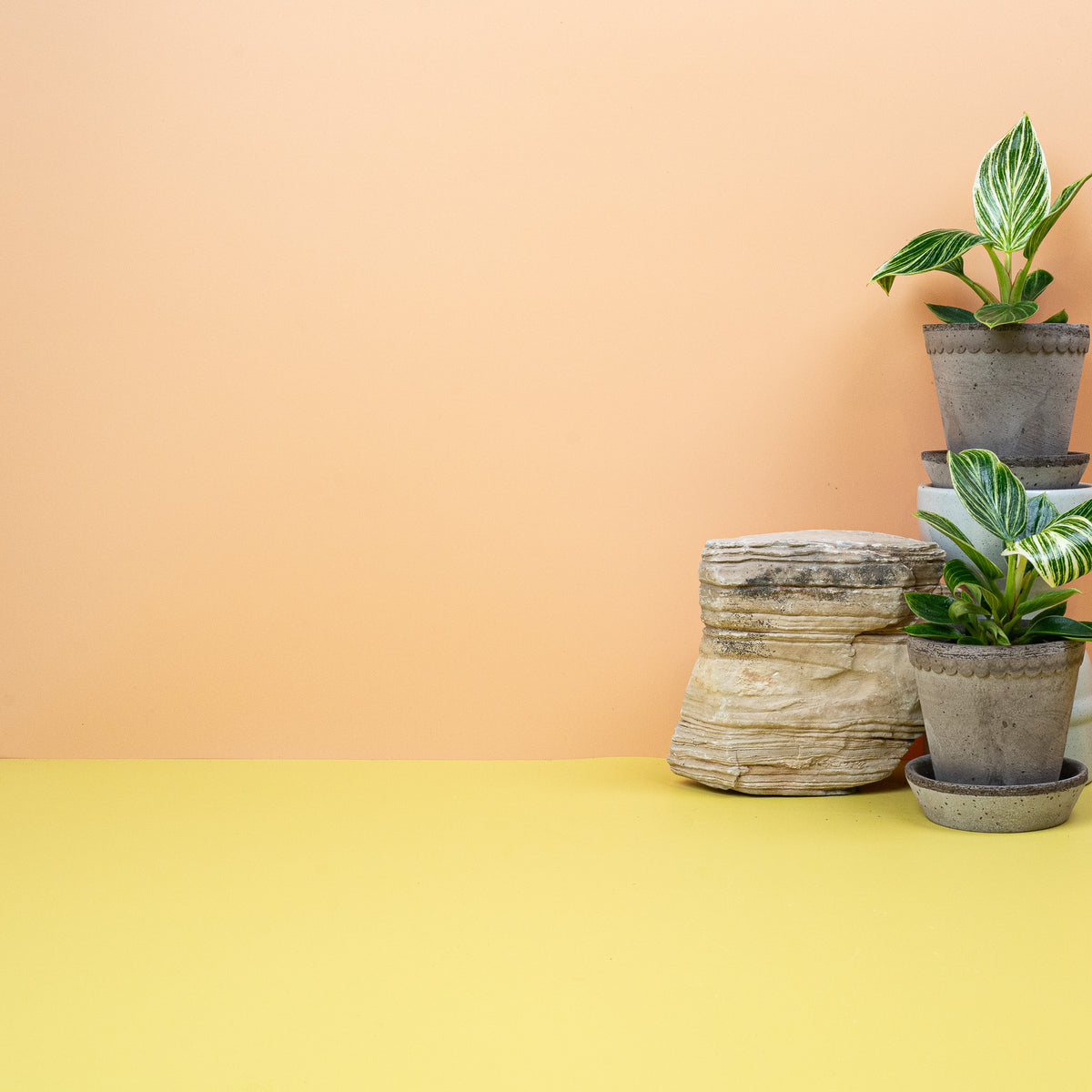 Philodendron Birkin, Blattzeichnung von Blatt zu Blatt verschieden