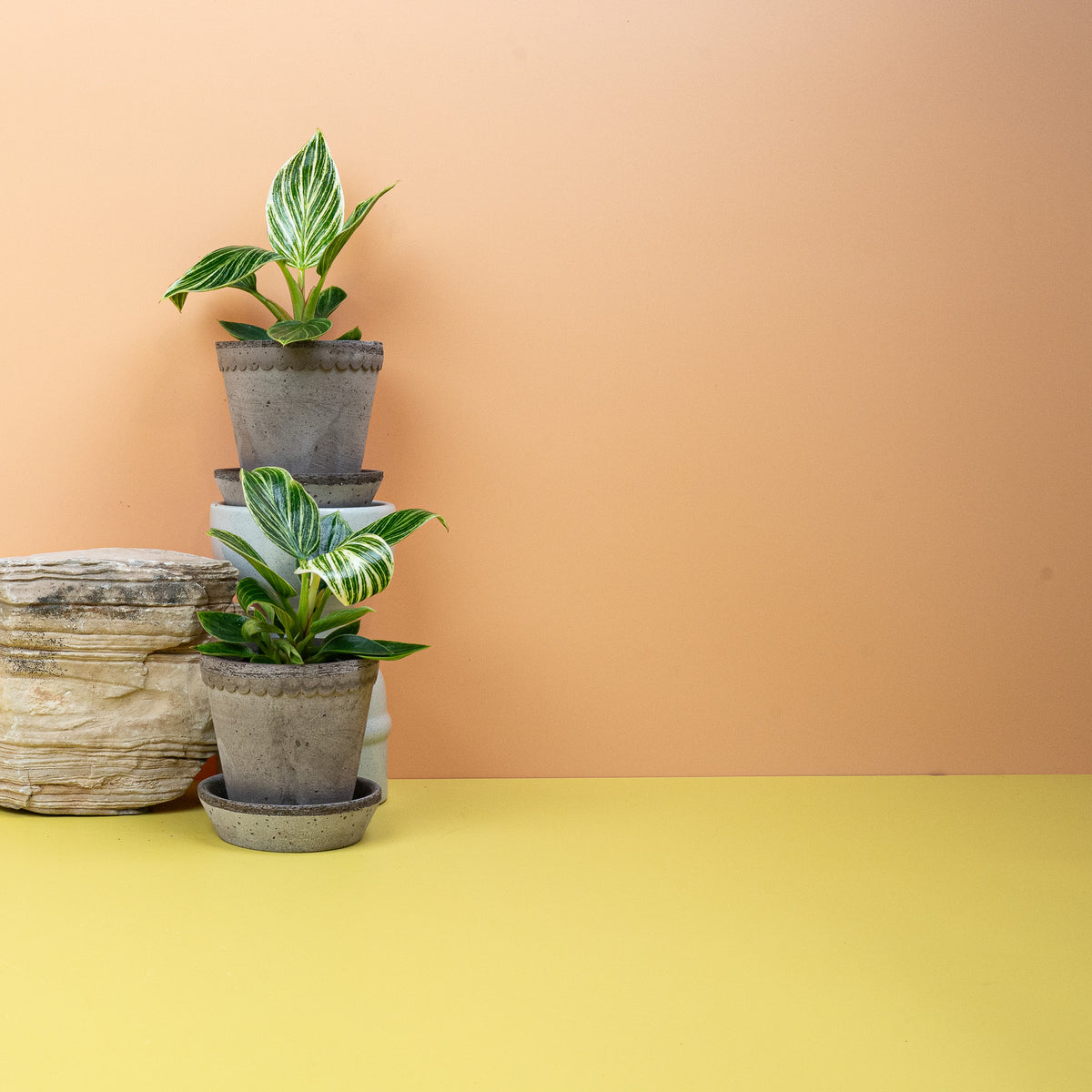 Philodendron Birkin, feine helle Linien auf dunkelgrünem Blatt