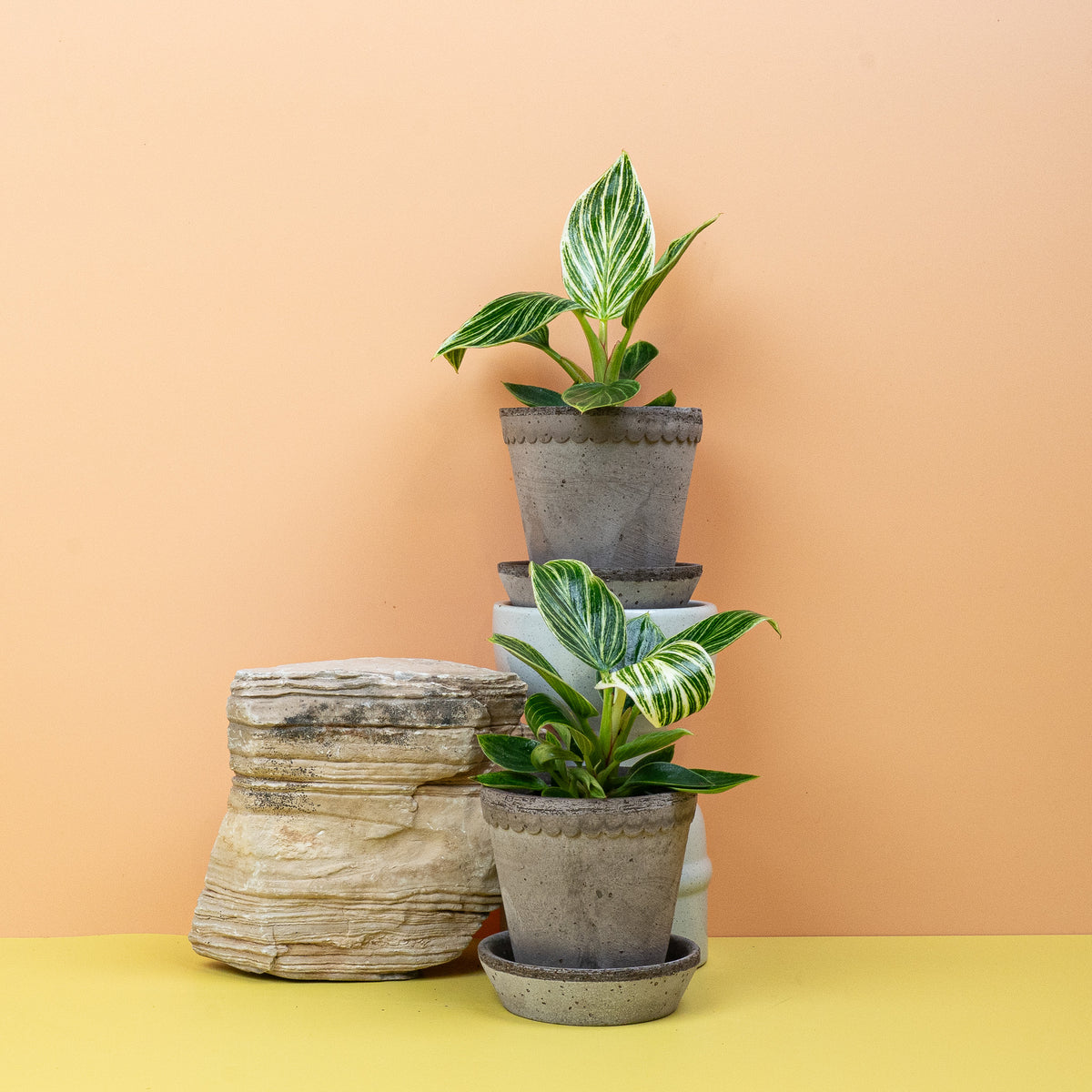 Philodendron Birkin aus dem Sortiment von potflourri