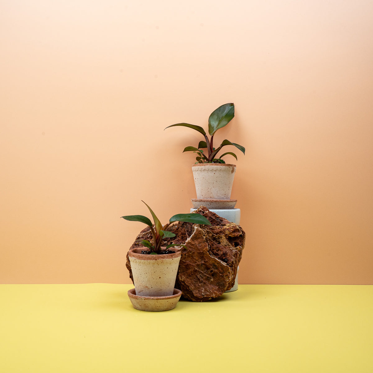 Philodendron Black Cardinal – ausgereiftes, fast schwarzes Blatt