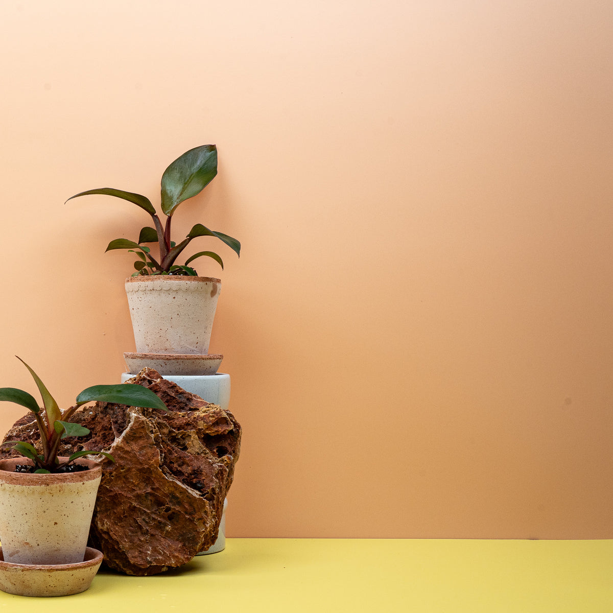 Philodendron Black Cardinal – rotbraun austreibendes Jungblatt