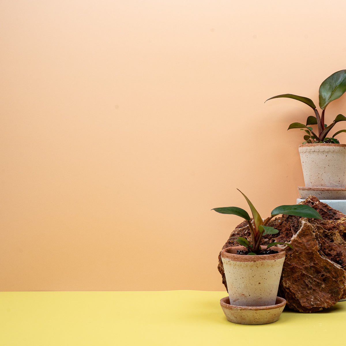 Philodendron Black Cardinal – selbsttragender, buschiger Wuchs