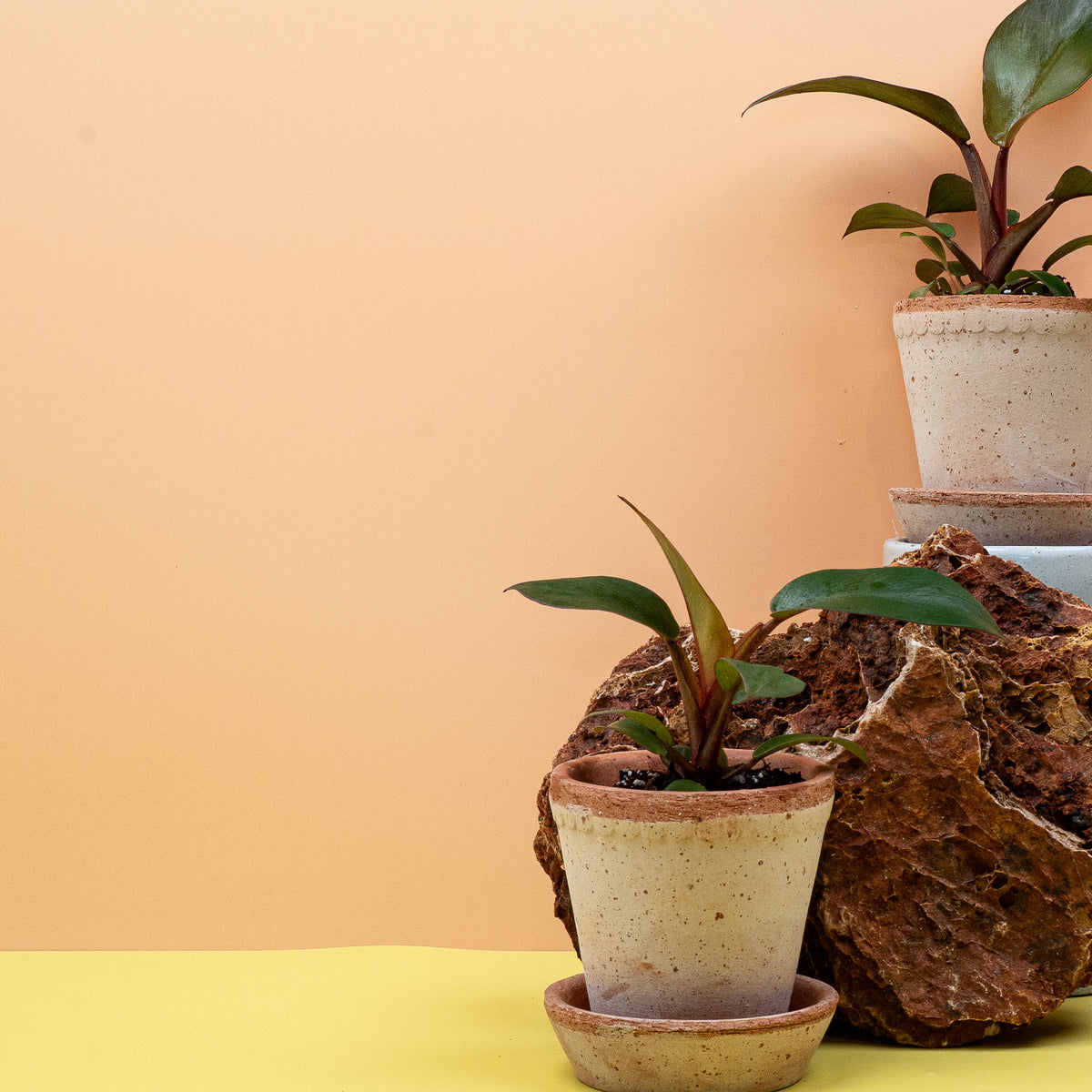 Philodendron Black Cardinal – ovale Blattform mit kräftigem Stiel