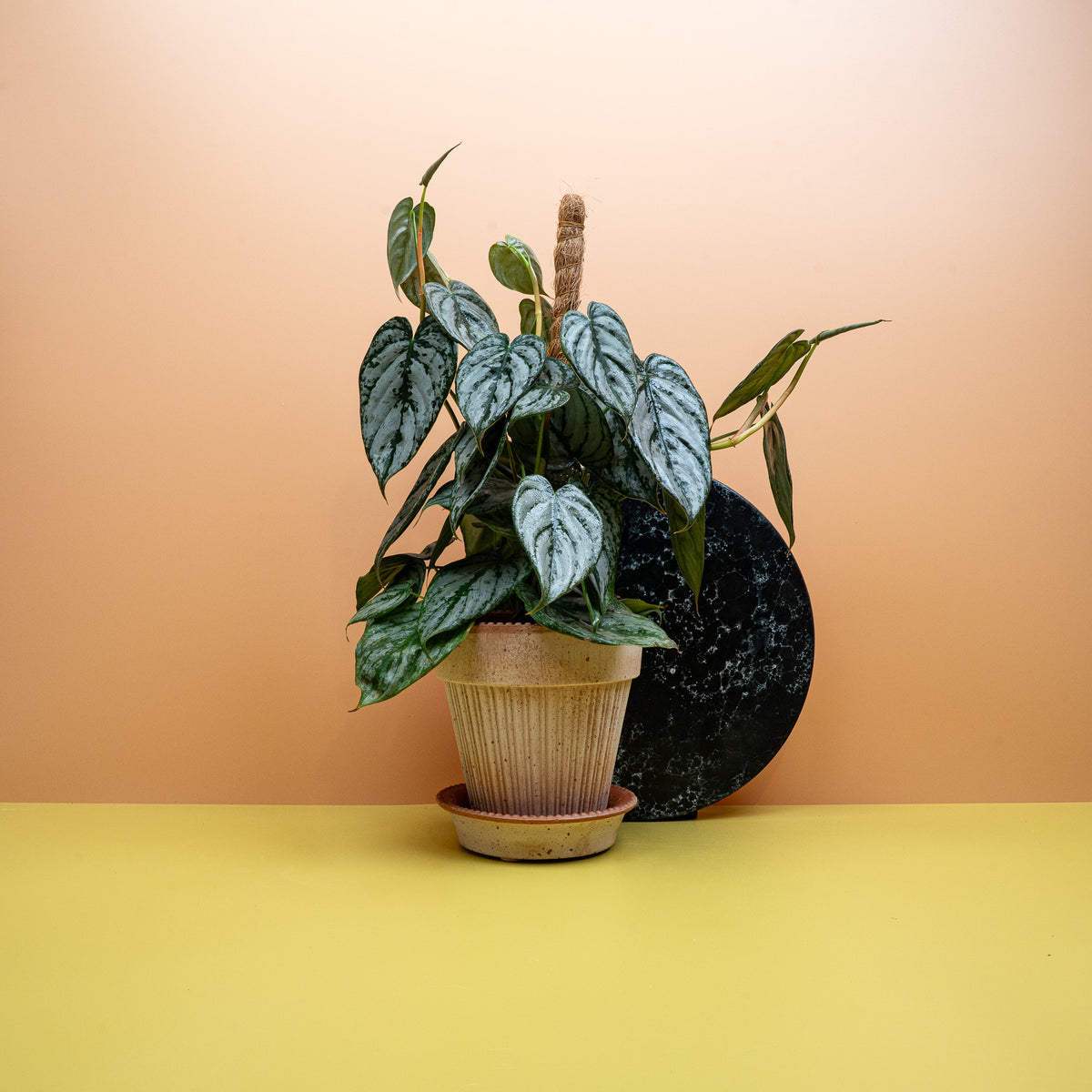 Philodendron Brandtianum mit herzförmigen, silbrig-grünen Blättern