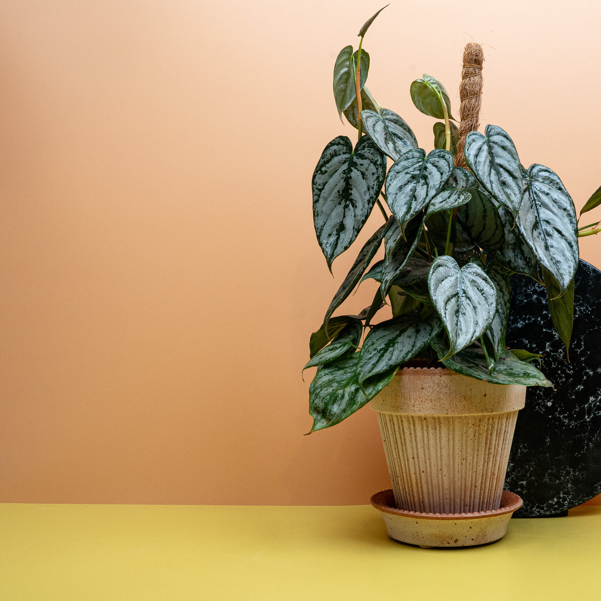 Philodendron Brandtianum – hängend oder rankend kultivierbar
