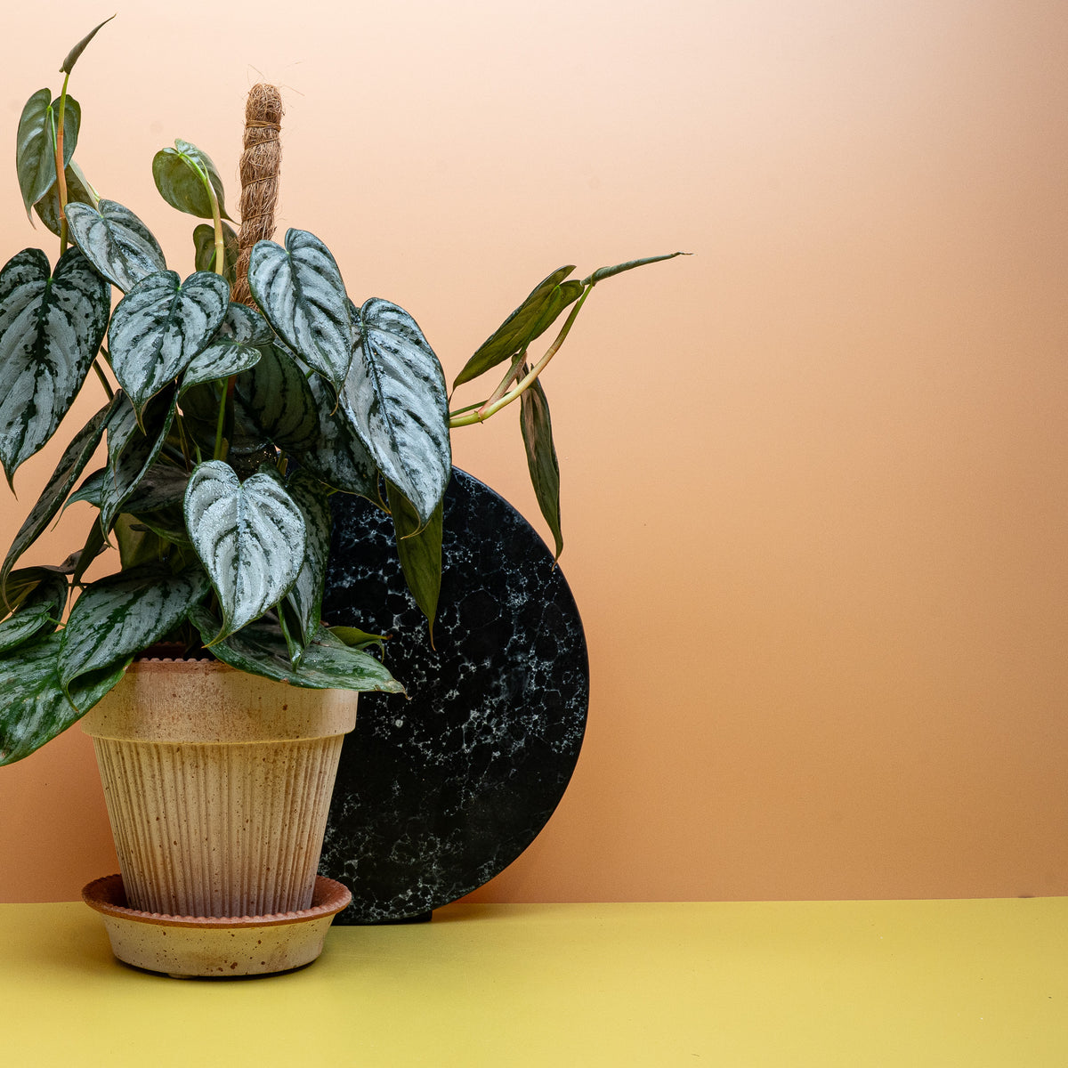Kompakter Philodendron Brandtianum für kleine Räume