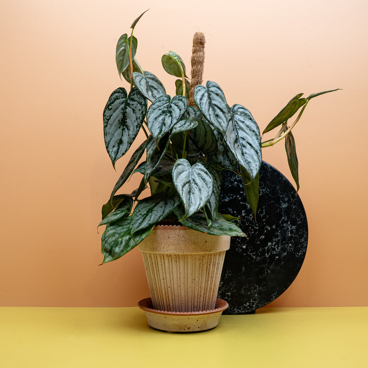 Philodendron Brandtianum – Zimmerpflanze mit silbriger Zeichnung – potflourri