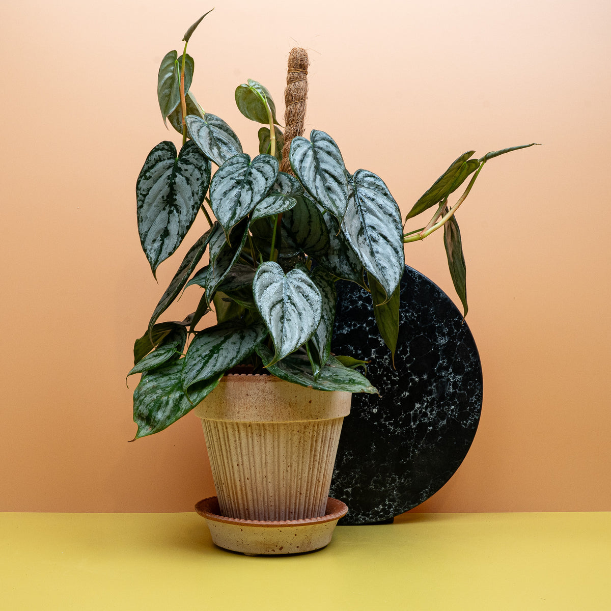 Philodendron Brandtianum – metallisch schimmernde Blattzeichnung