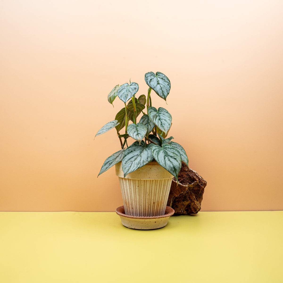 Philodendron Brandtianum – elegante Blattmusterung
