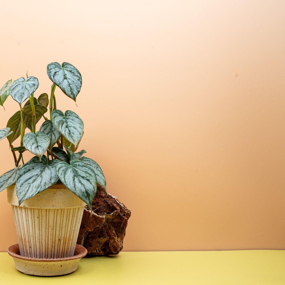 Philodendron brandtianum – silbrig gezeichnete Jugendblätter – potflourri