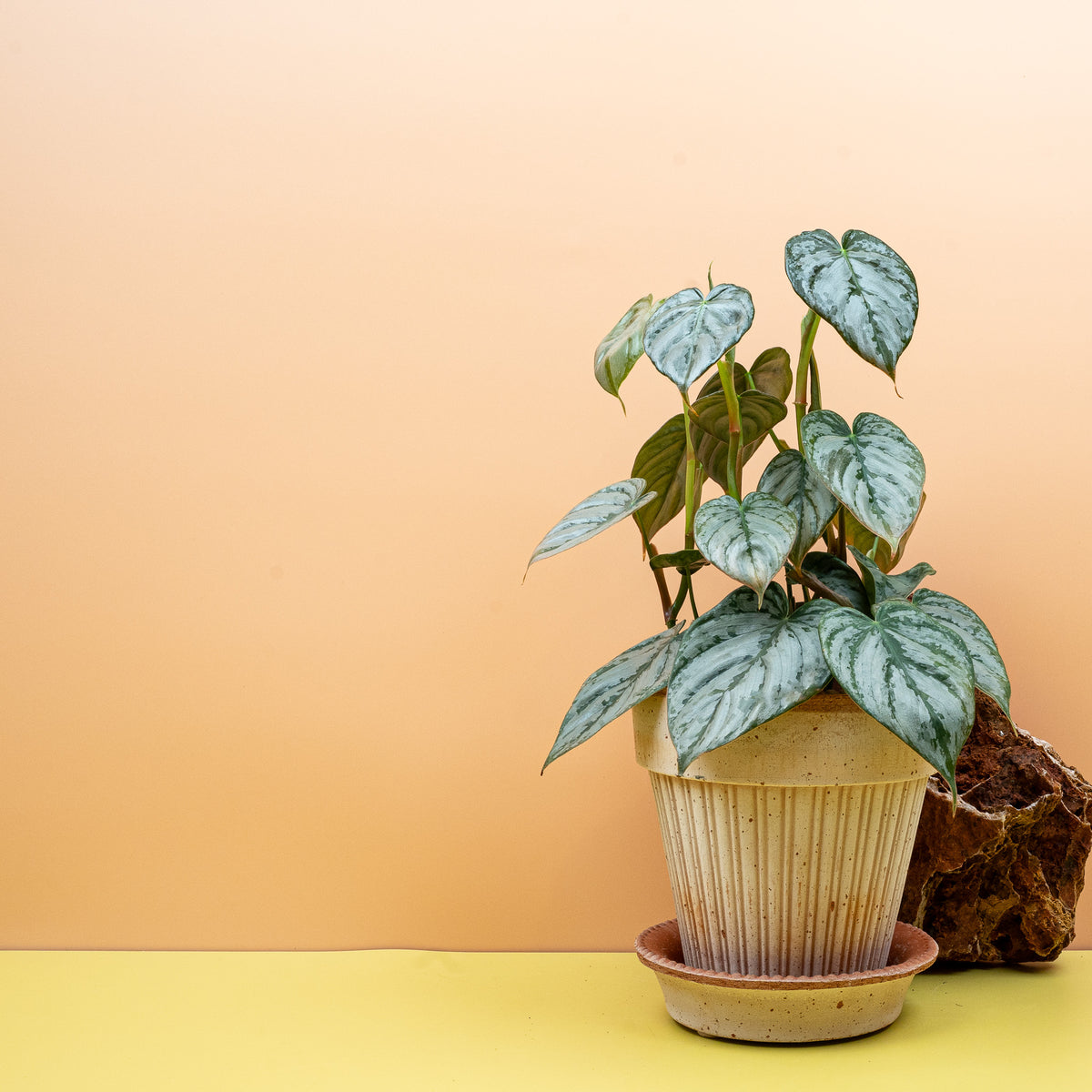 Philodendron brandtianum – kletternder Hemiepiphyt aus dem Amazonasgebiet – potflourri