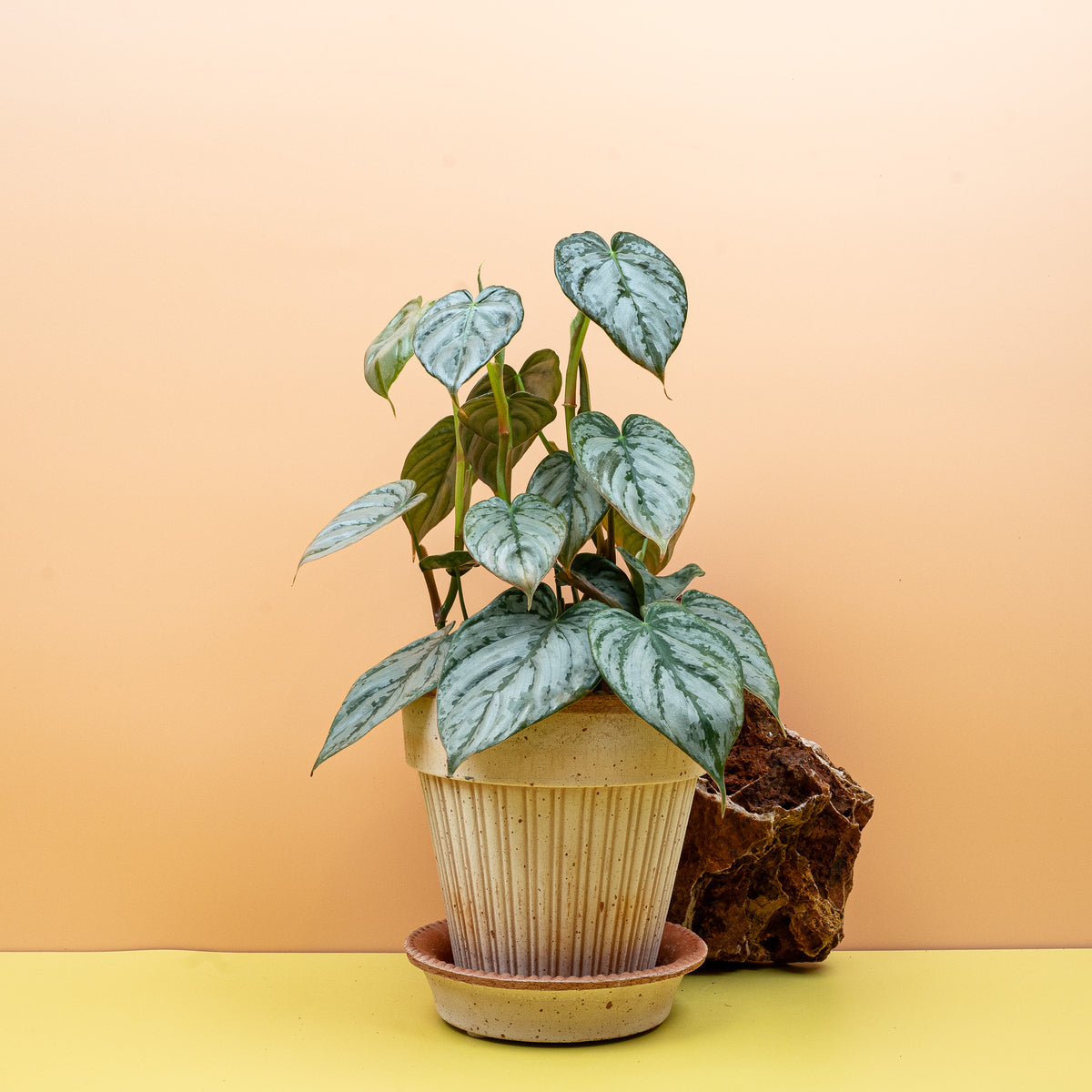 Philodendron brandtianum – olivgrüne Herzblätter mit Silberzeichnung – potflourri