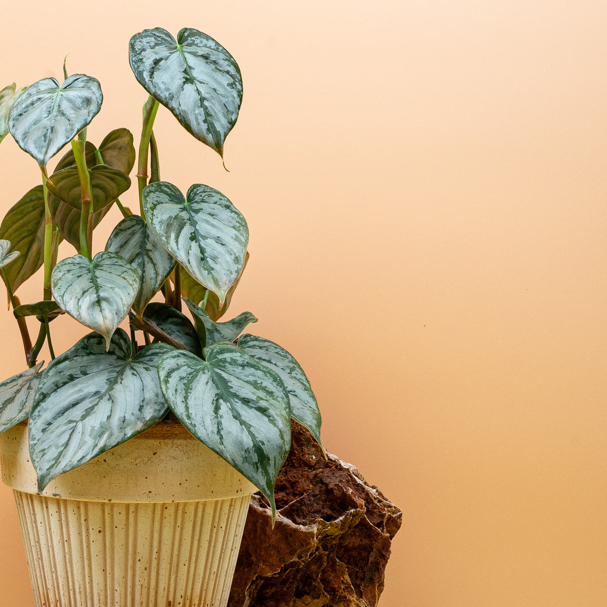 Philodendron brandtianum – Zimmerpflanze für Ampel oder Rankhilfe – potflourri