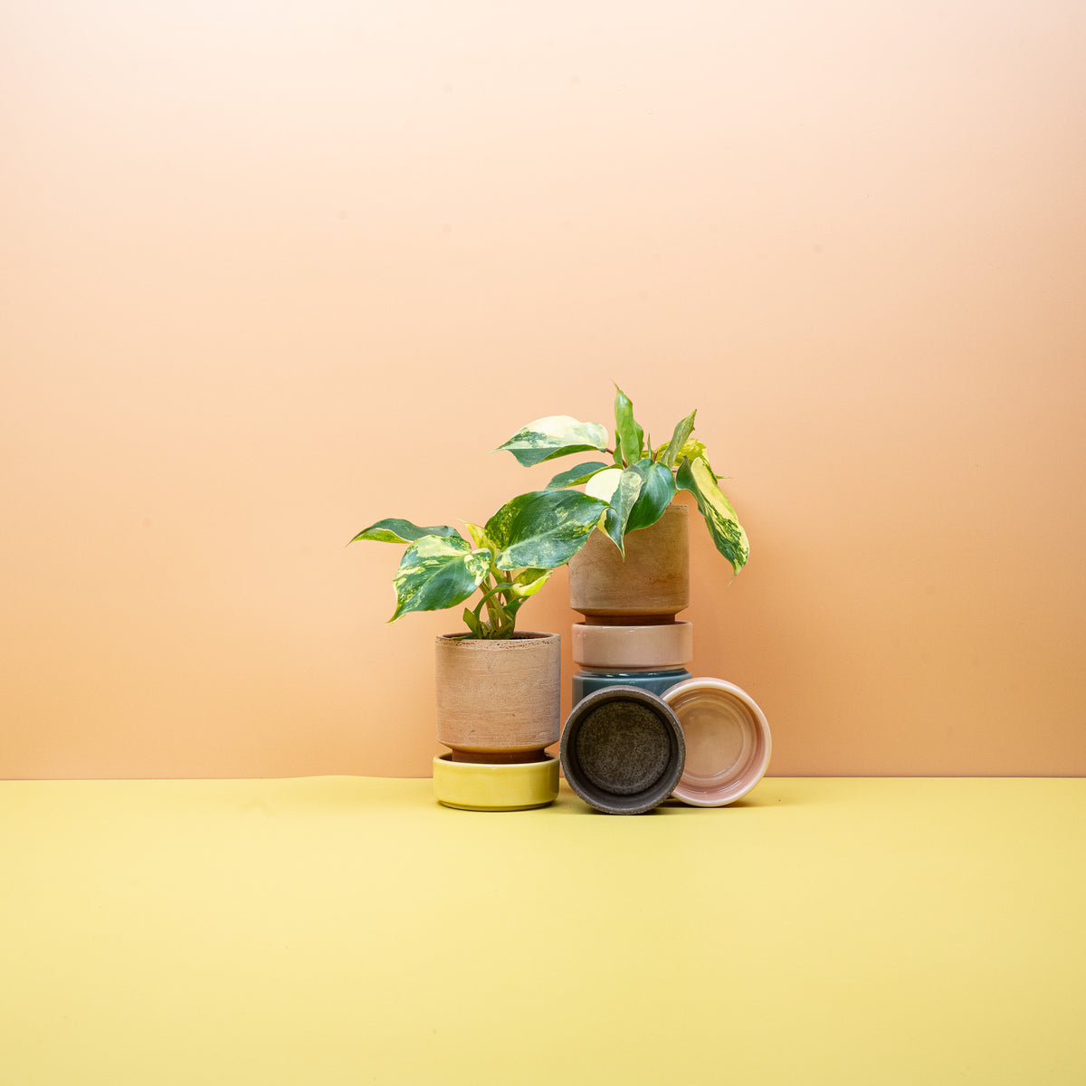 Philodendron Burle Marx Variegata – Ansicht 6