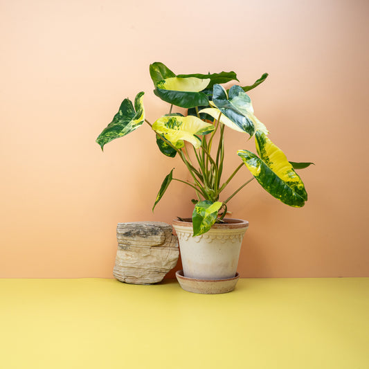 Philodendron Burle Marx Variegata – Zimmerpflanze mit gelb-grüner Musterung – potflourri