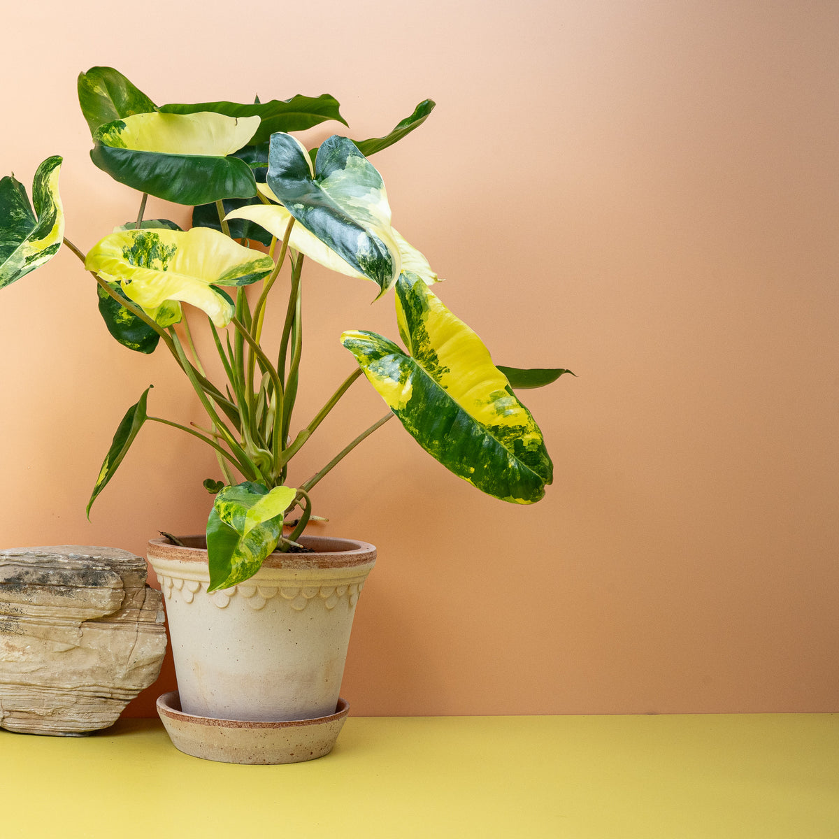 Philodendron Burle Marx Variegata, kompakte, buschige Wuchsform