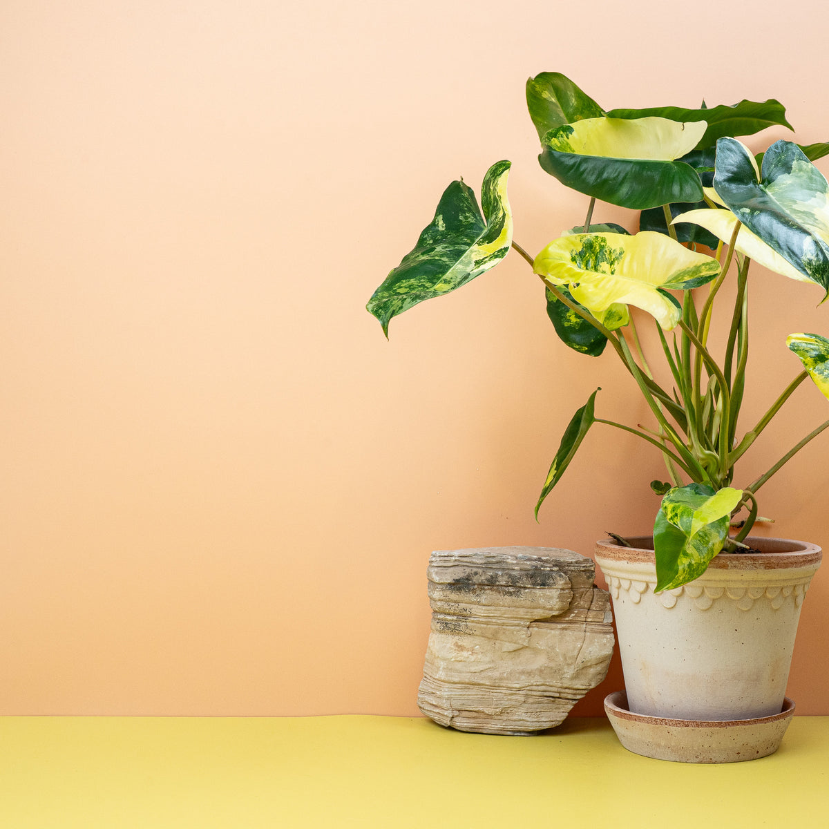 Philodendron Burle Marx Variegata, jedes Blatt ein Unikat