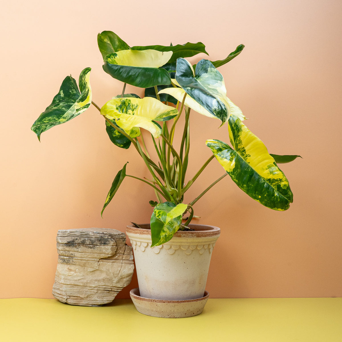 Philodendron Burle Marx Variegata – Zimmerpflanze mit gelb-grüner Musterung – potflourri