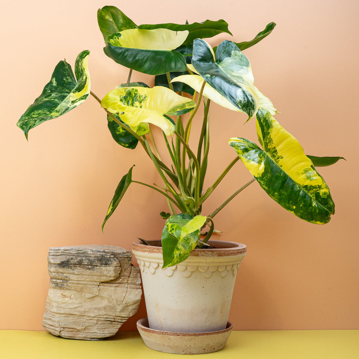 Philodendron Burle Marx Variegata, begehrte variegierte Rarität