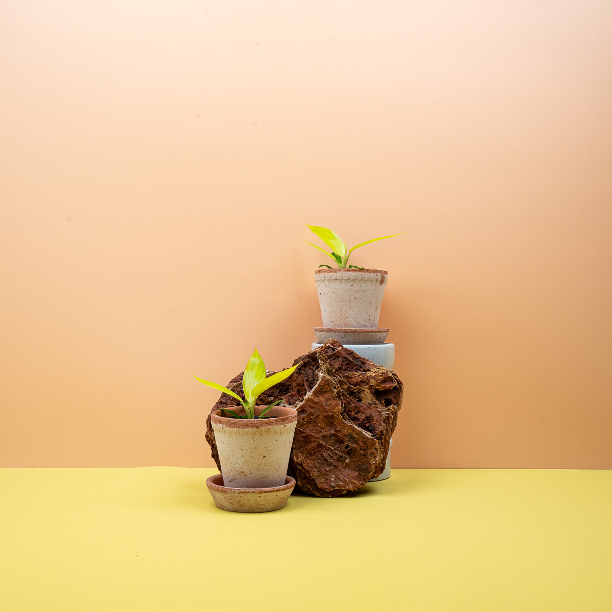 Philodendron Calkins Gold, gelbe marmorierte Blätter – potflourri