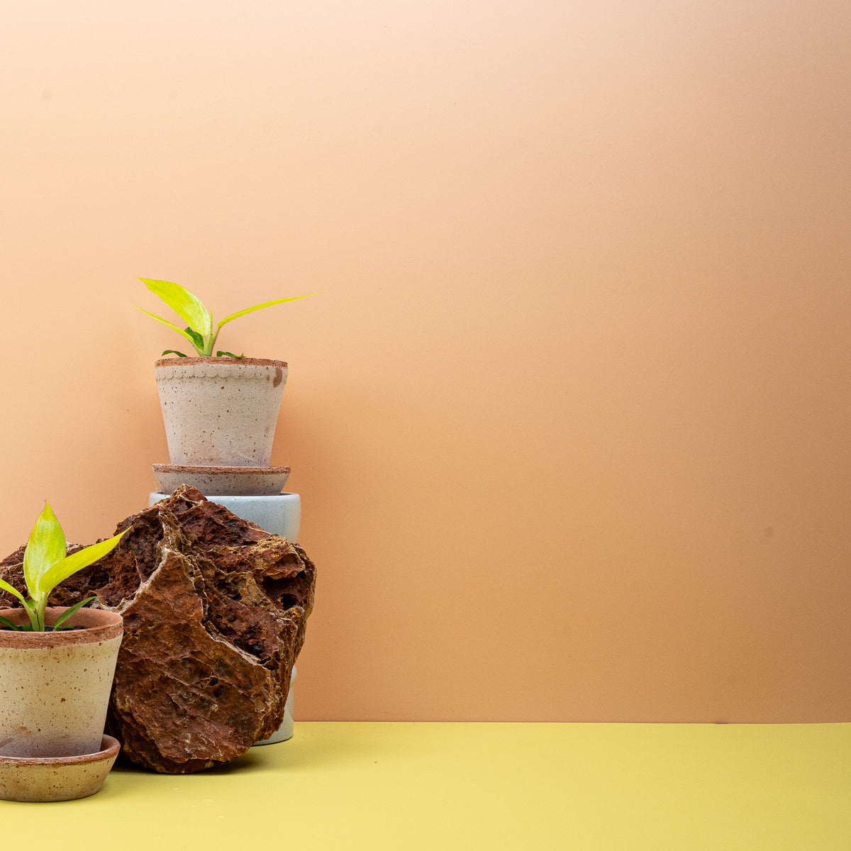 Philodendron Calkins Gold, kompakter Wuchs