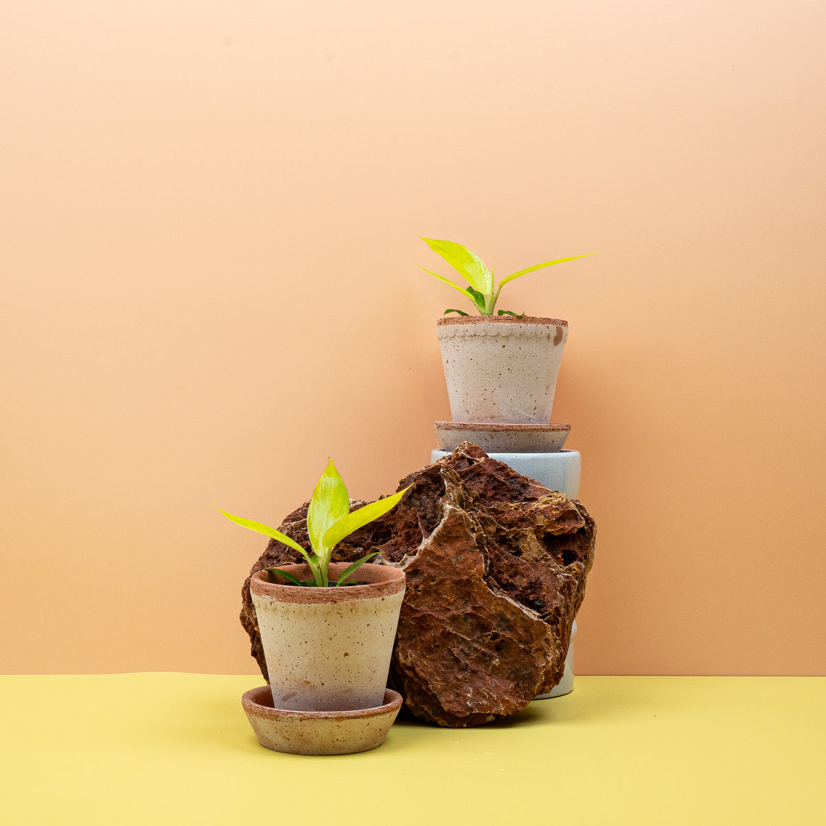 Philodendron Calkins Gold mit grünlichem Schimmer