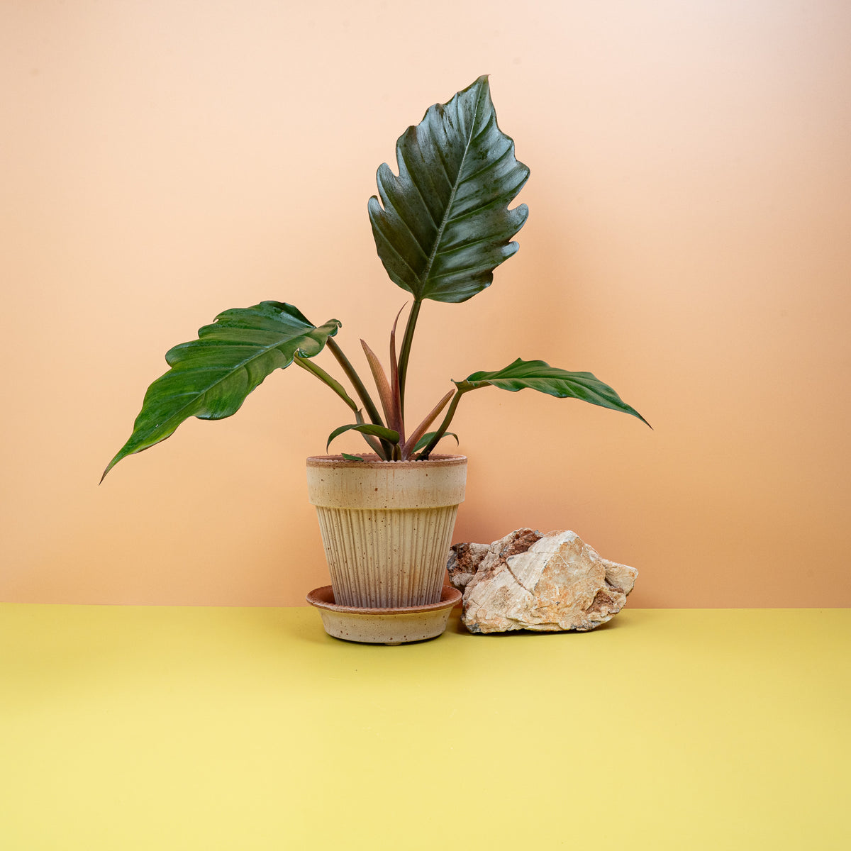 Philodendron Caramel – Zimmerpflanze mit Farbverlauf – potflourri