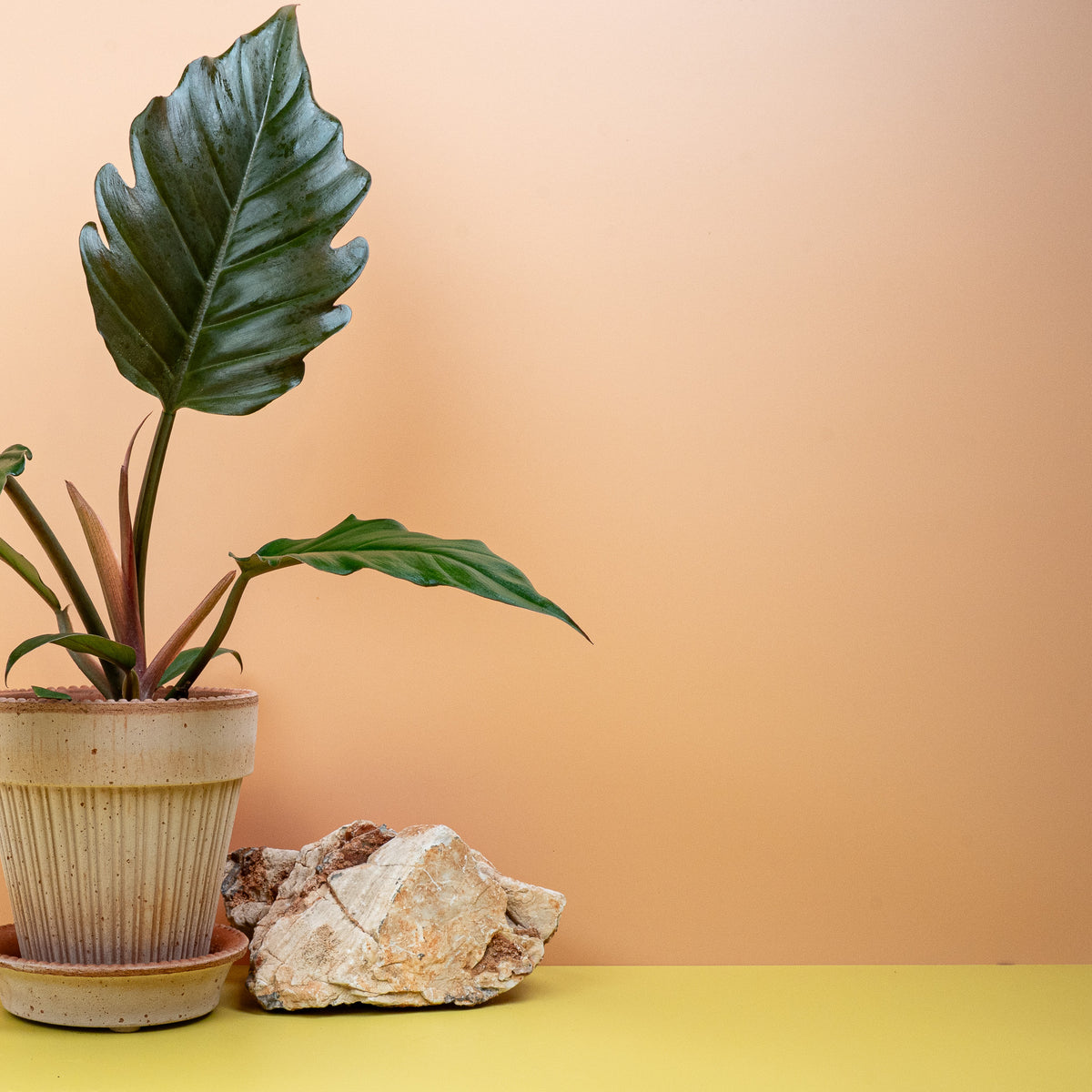 Philodendron Caramel mit karamellfarbenem Blattaustrieb