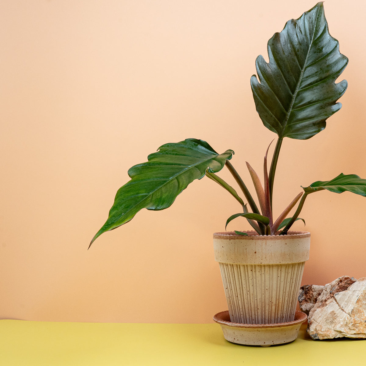 Philodendron Caramel – V-förmige Blätter mit Sägezahnstruktur