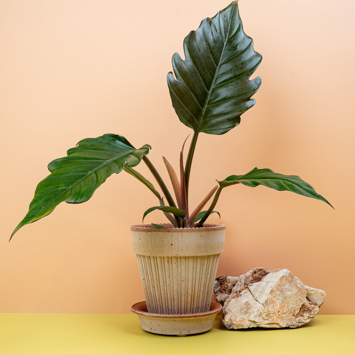Philodendron Caramel – sattes Grün mit bräunlichen Nuancen
