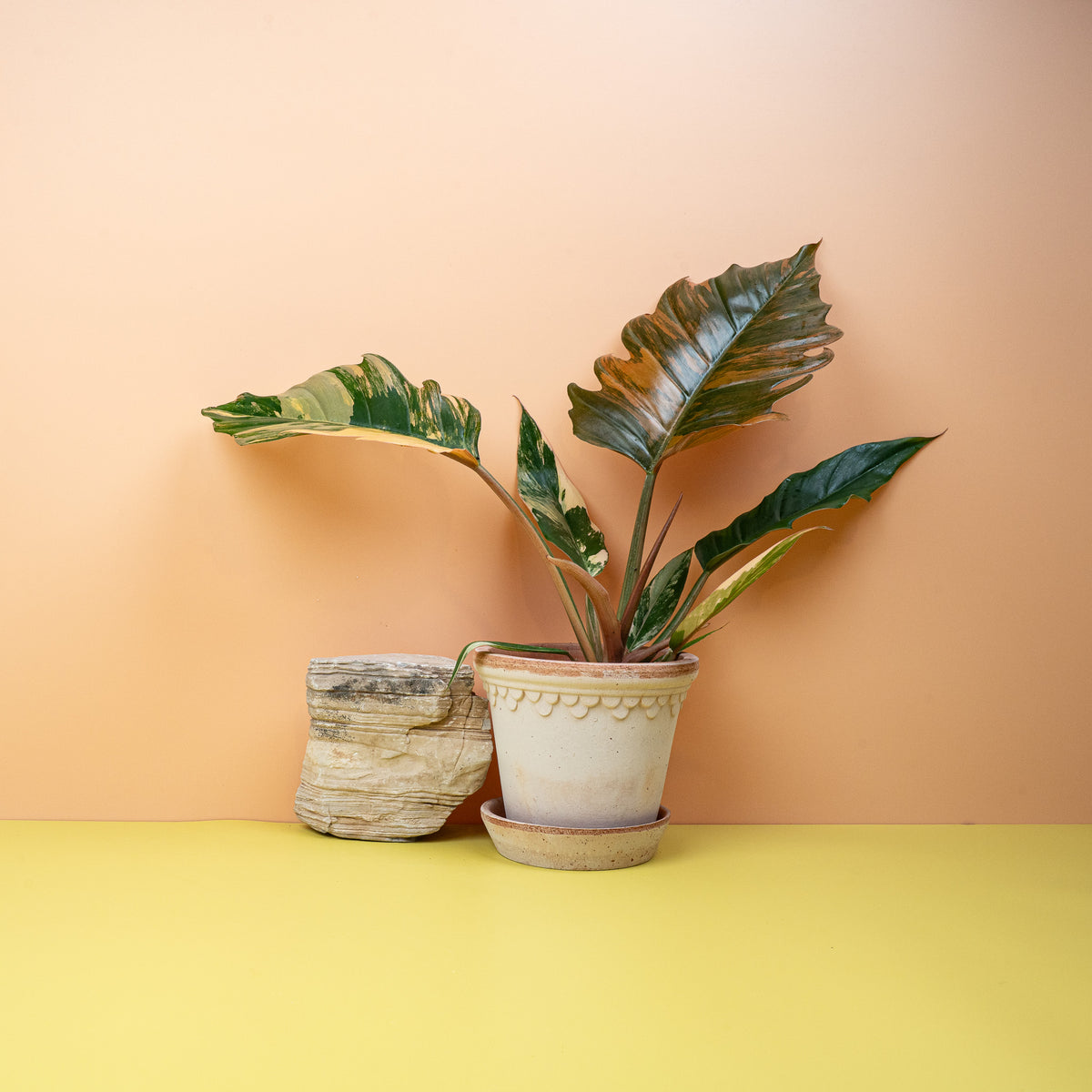 Philodendron Caramel Marble mit weißen Variegationen