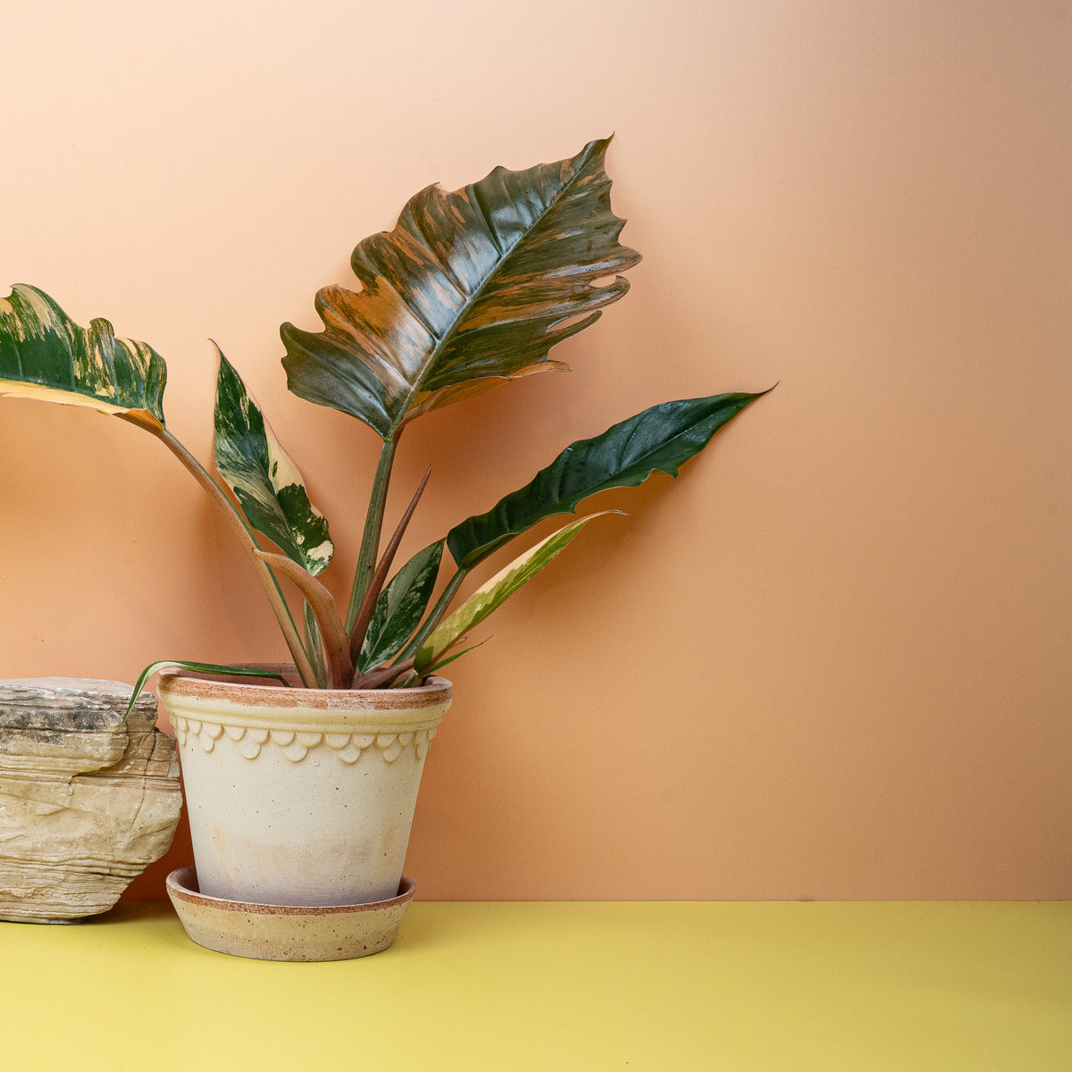 Philodendron Caramel Marble, gezackte Blattränder im Detail