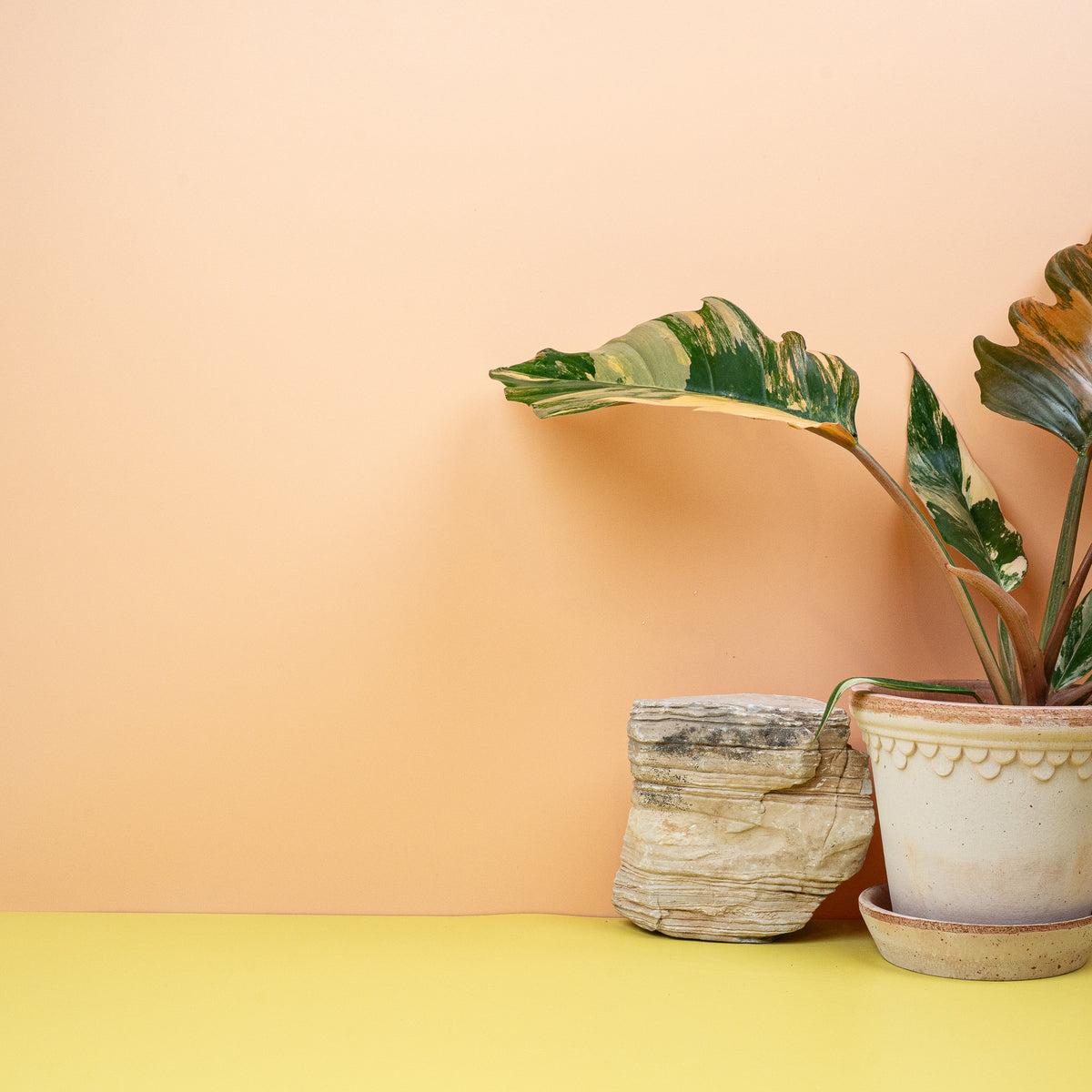 Philodendron Caramel Marble, marmorierte Blattzeichnung