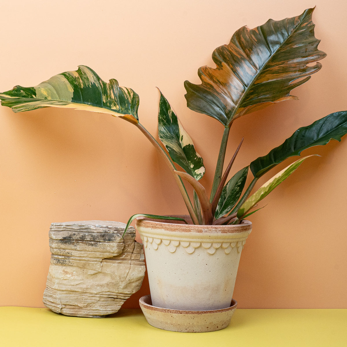 Philodendron Caramel Marble, individuelles Blattmuster