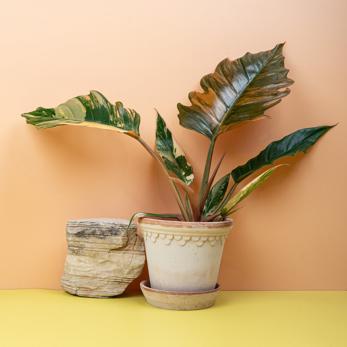 Philodendron Caramel Marble, warme Karameltöne – potflourri
