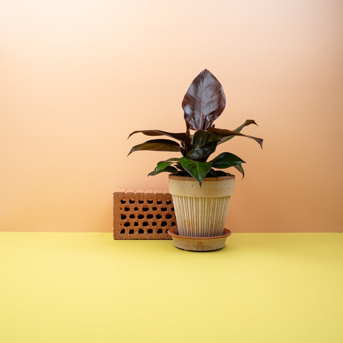 Philodendron Cherry Red mit burgunderfarbenen Nuancen