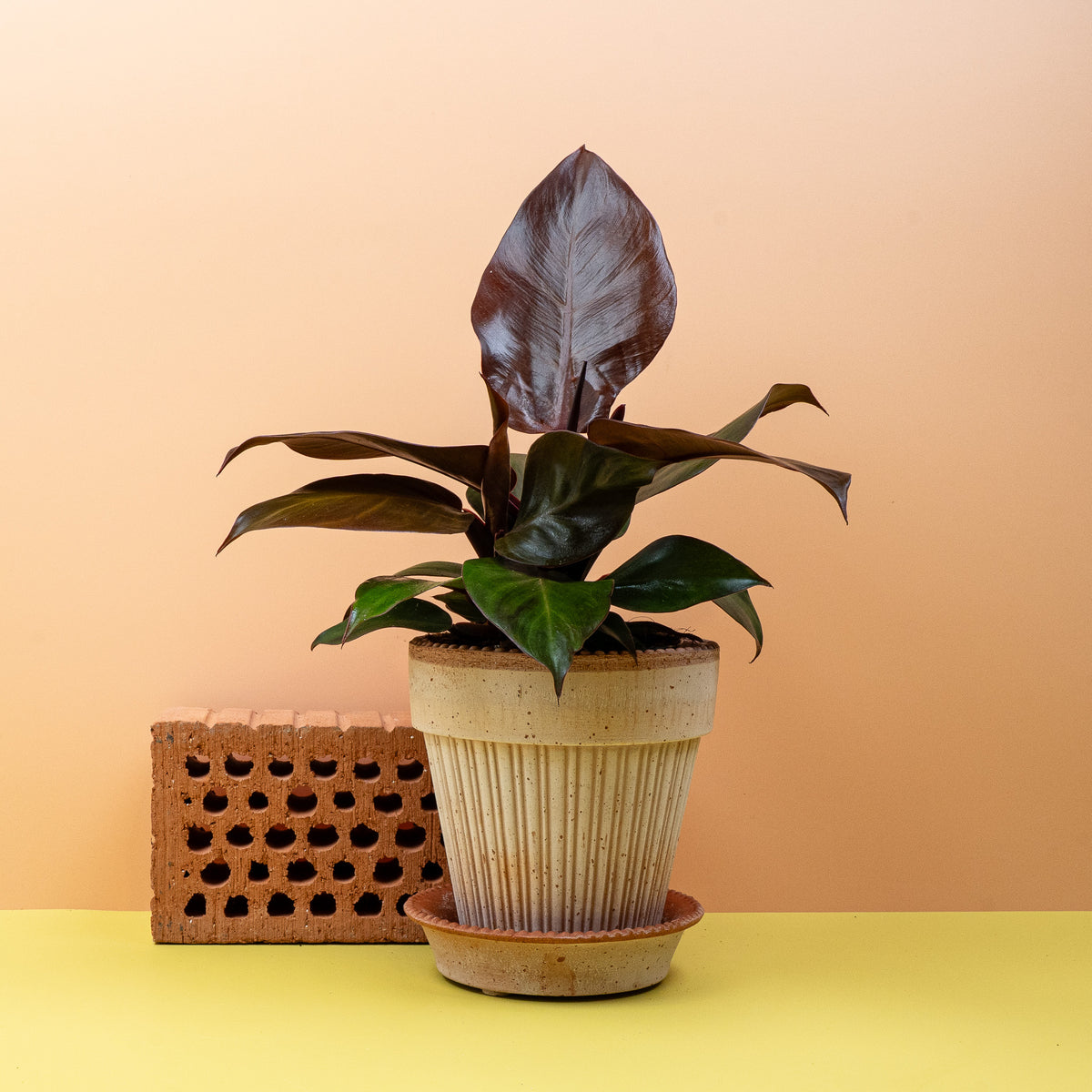 Philodendron Cherry Red, kirschrote Blätter – potflourri