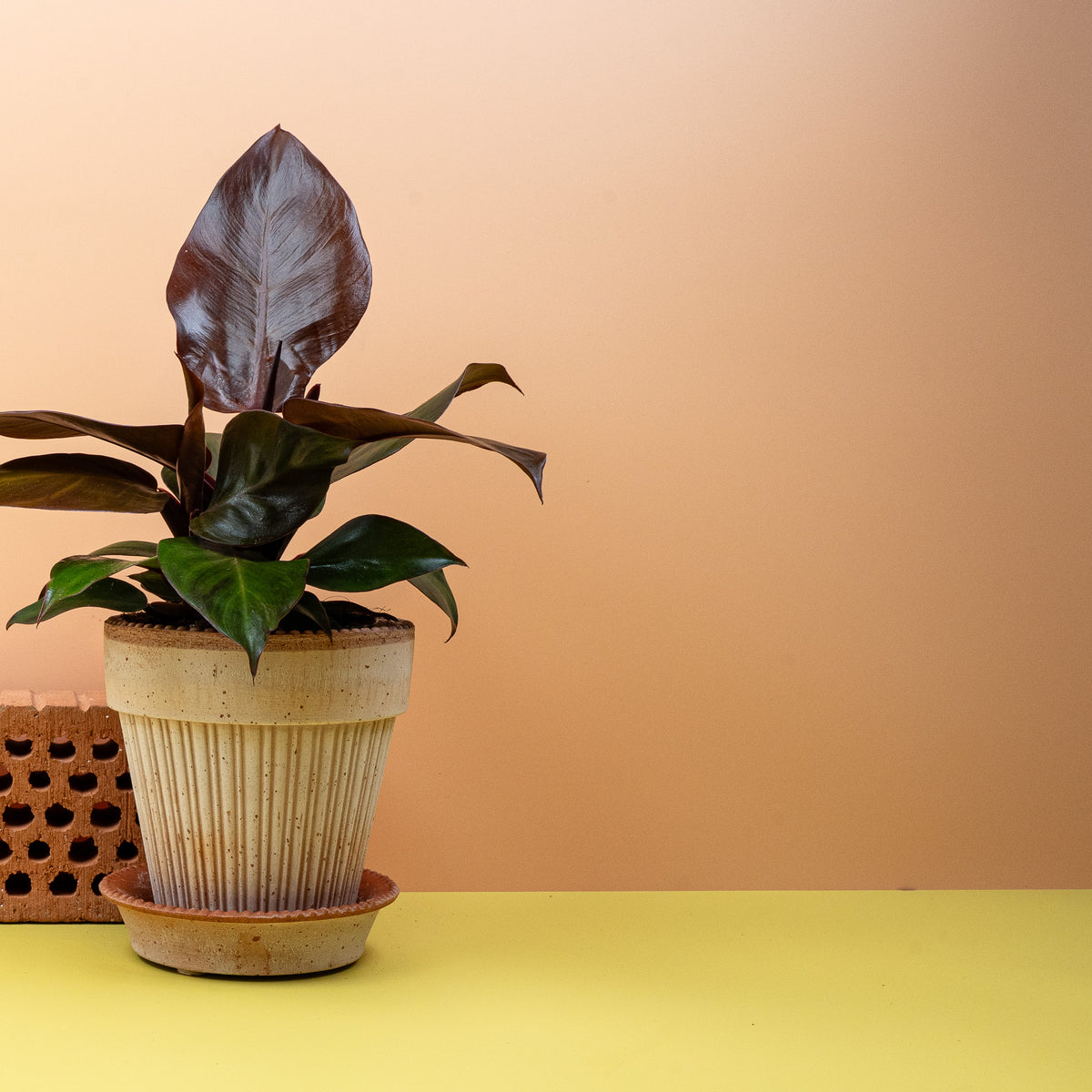 Philodendron Cherry Red, junges Blatt in hellerem Rot