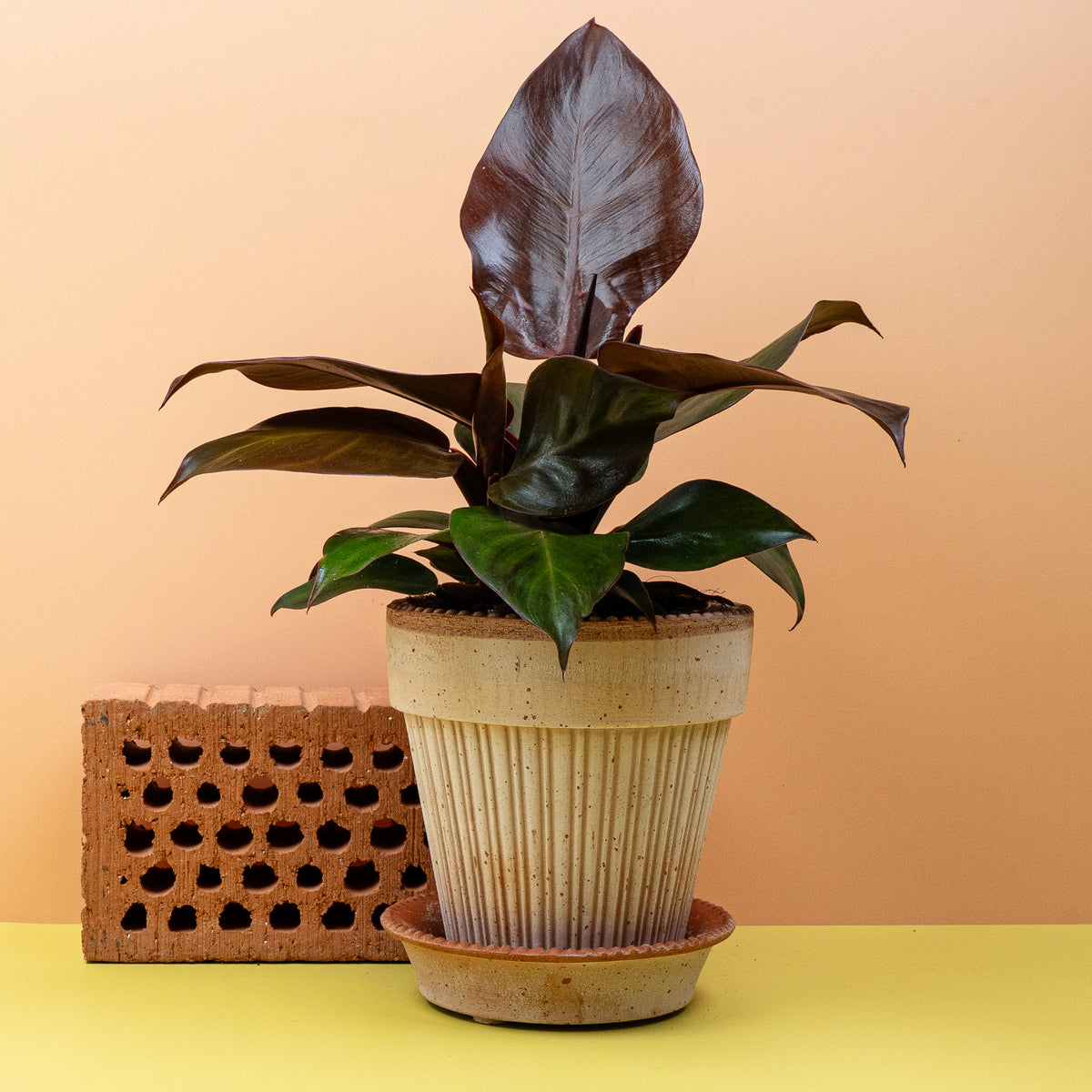 Philodendron Cherry Red, kompakte buschige Wuchsform