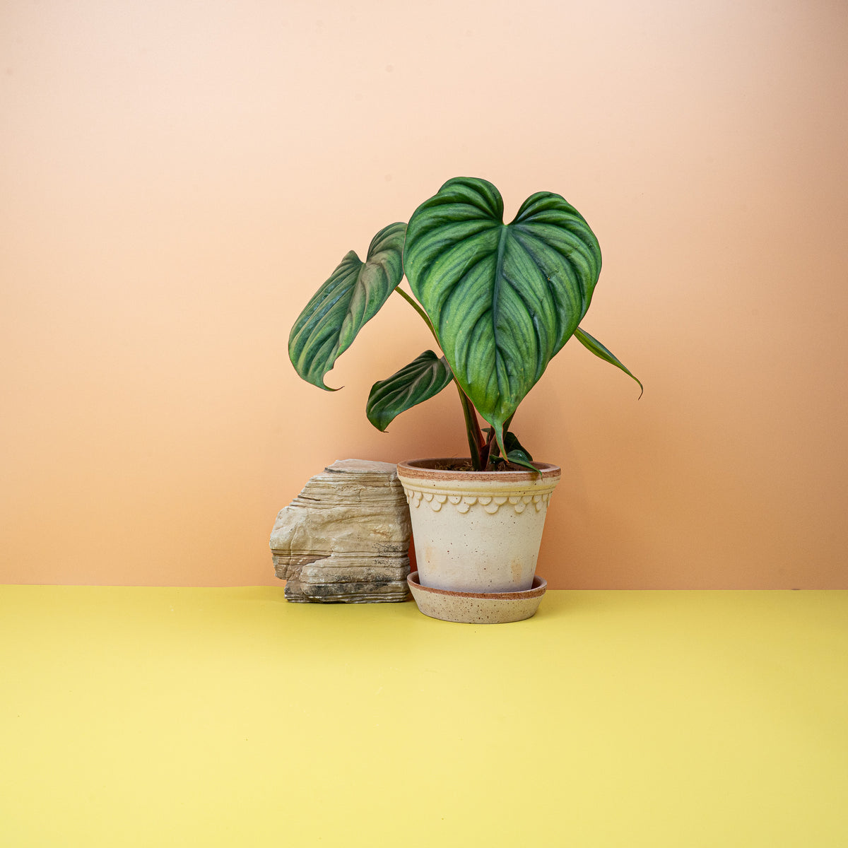 Philodendron Colombia, sattgrüne glänzende Blätter – potflourri