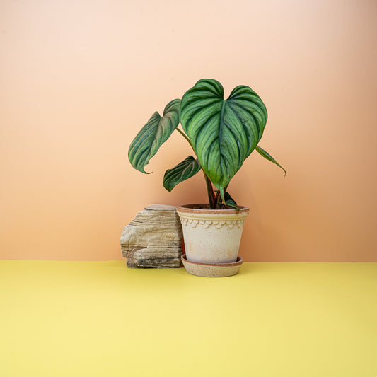 Philodendron Colombia, sattgrüne glänzende Blätter – potflourri