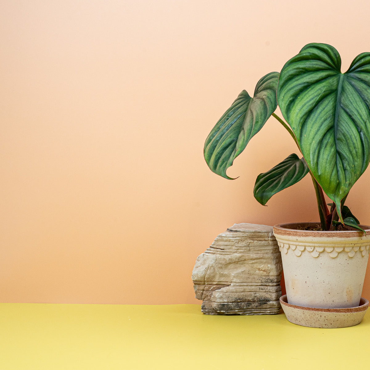 Philodendron Colombia, elegante Blattstruktur im Detail