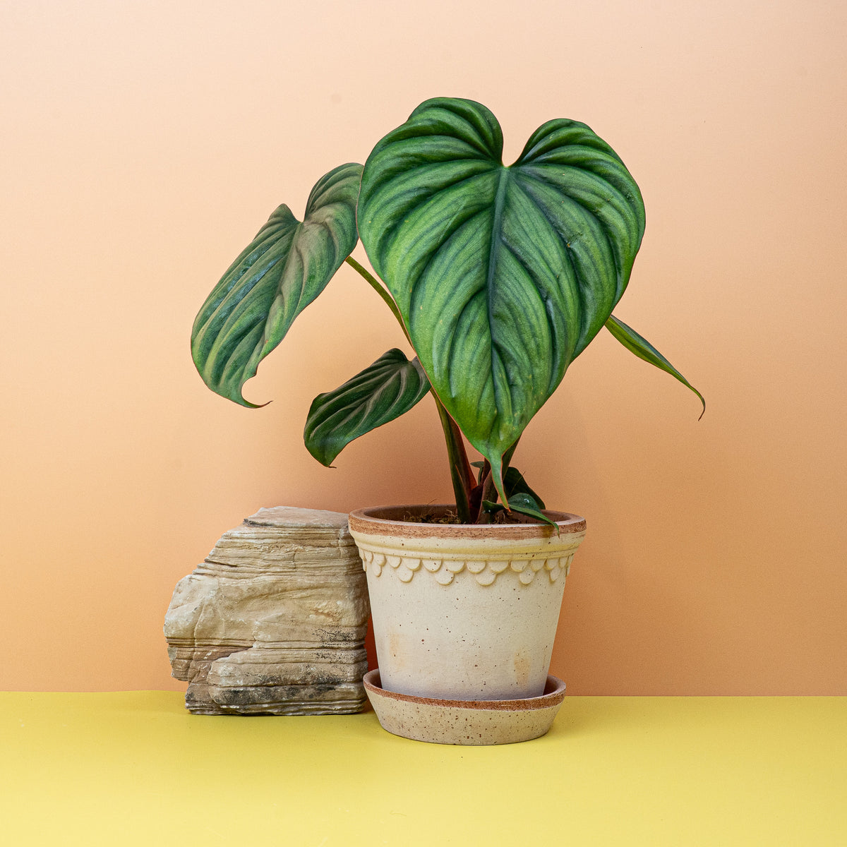 Philodendron Colombia auf dem Schreibtisch platziert