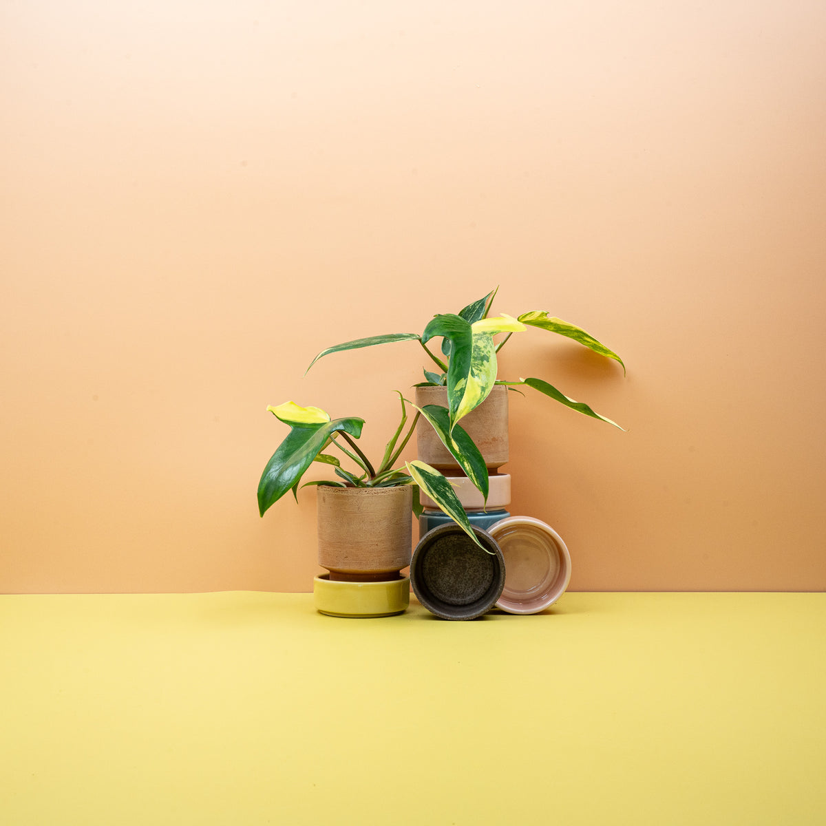 Philodendron Florida Beauty – Zimmerpflanze mit mehrfarbigen Blättern – potflourri